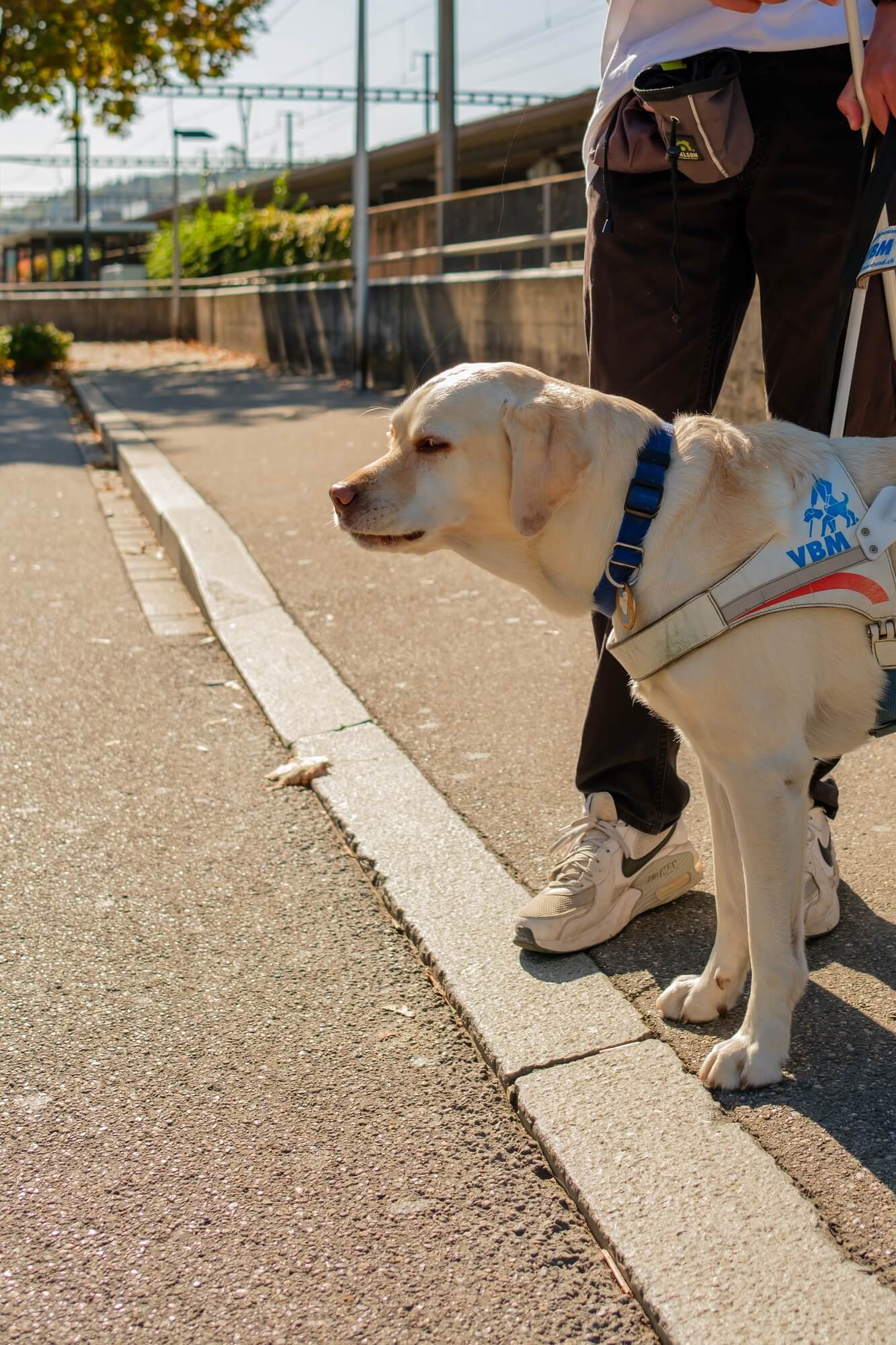 Blindenführhund Layla hält an einem niedrigen Bordstein auf dem Gehweg an, um Sicherheit zu gewährleisten.